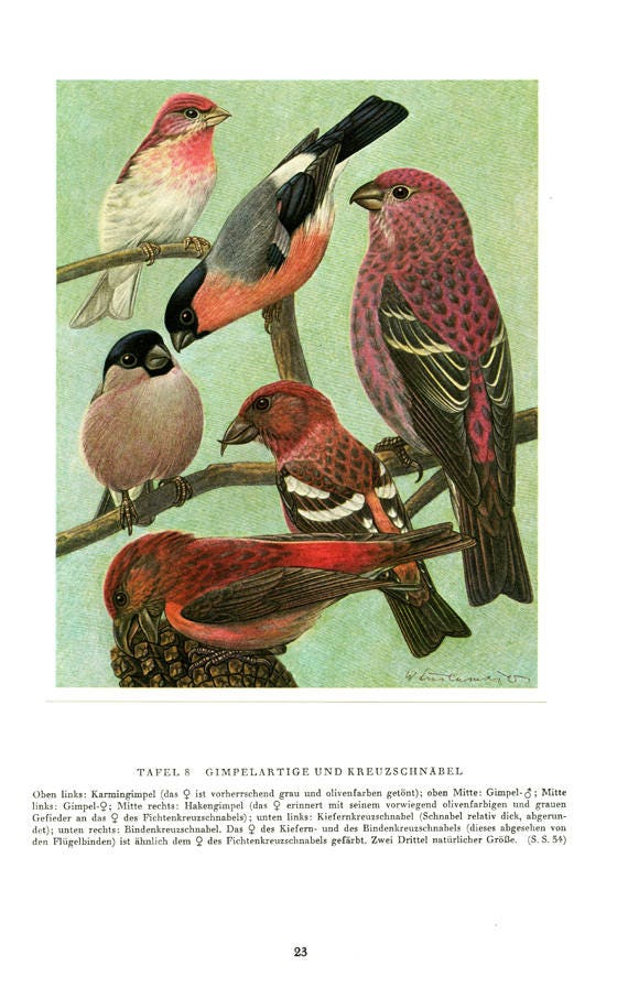 1961 Illustration d'oiseaux Vintage Poster de Bouvreuil d'oiseau Image Déco Oiseau Cadeau Ornitholog
