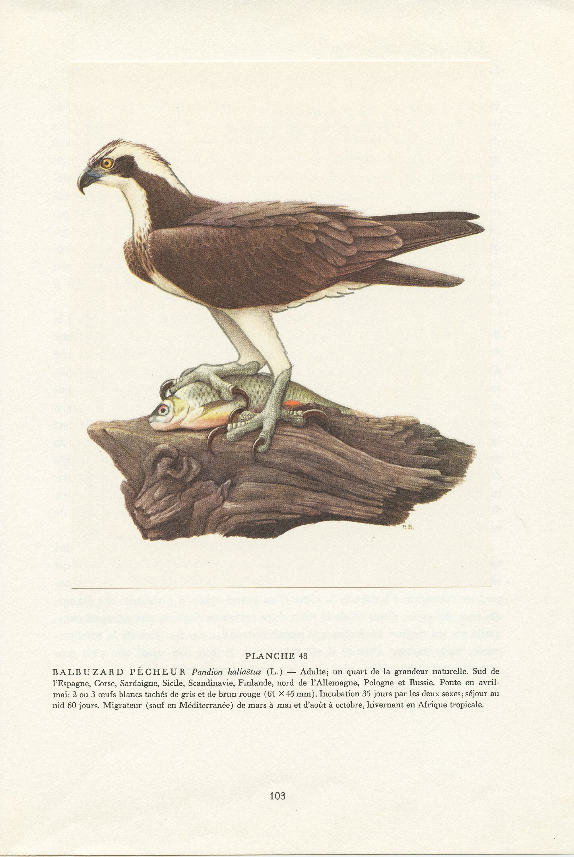 Illustration de Balbuzard Pêcheur Vintage 1959 Par Paul Barruel. Affiche Cadeau Pour Ornithologue. O