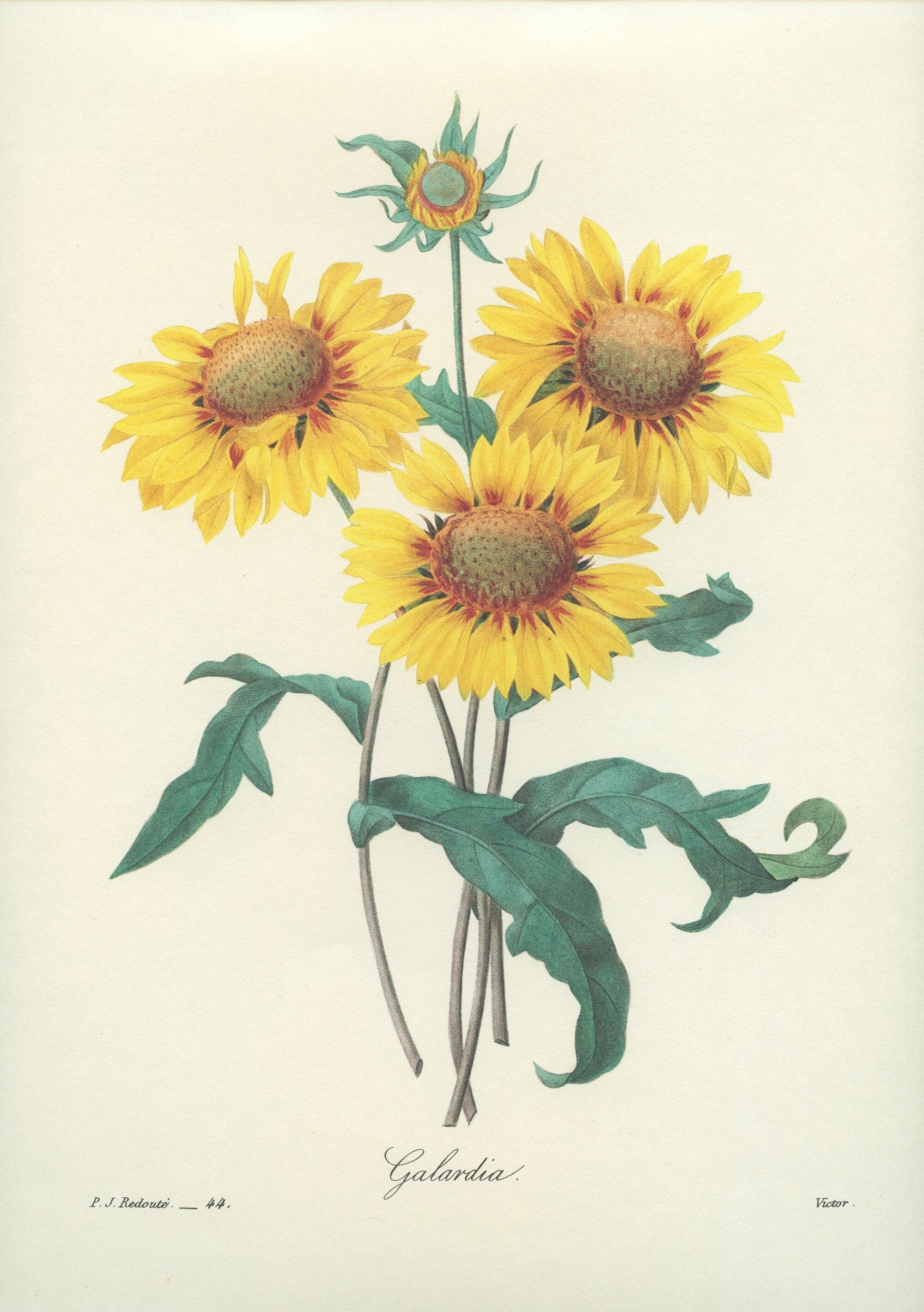 1986 Illustration Botanique de Gaillarde Jaune Par Pierre-Joseph Redouté Deco Florale Cuisine Vintag
