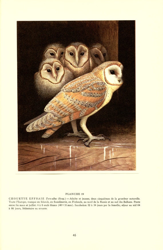 1959 Illustration de Chouette Effraie Vintage Peinture Tyto Alba Image d'oiseaux Déco Oiseaux Deco