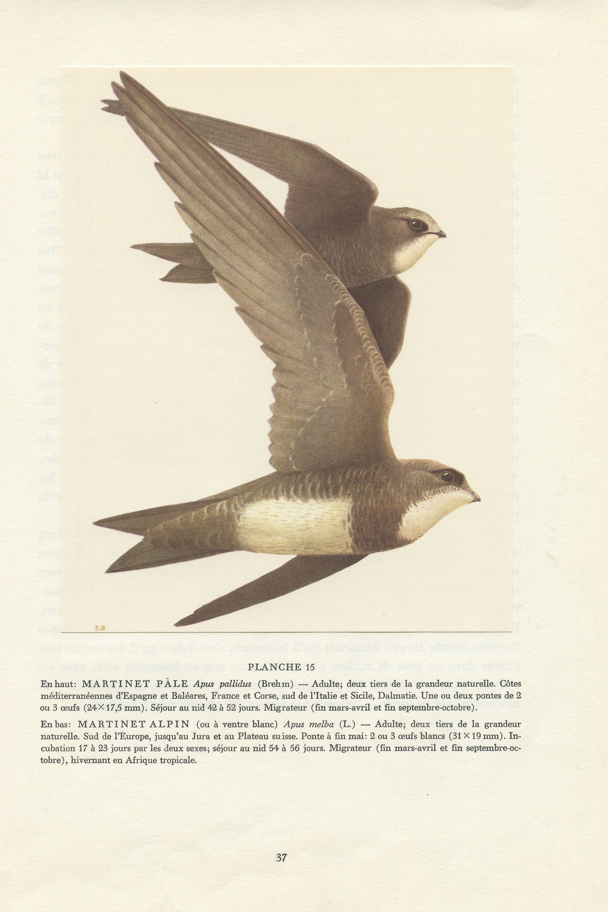 Illustration de Martinets Pâle et Alpin Vintage 1961 en Vol. Peintures d'oiseaux Déco Oiseaux Migrat