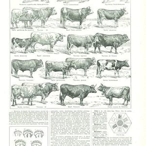 Cow print 1948 Vintage cow poster Farmer gift Farm animals poster Farming gift types of cows Cow decor Cow poster Cow gift Rustic farmhouse