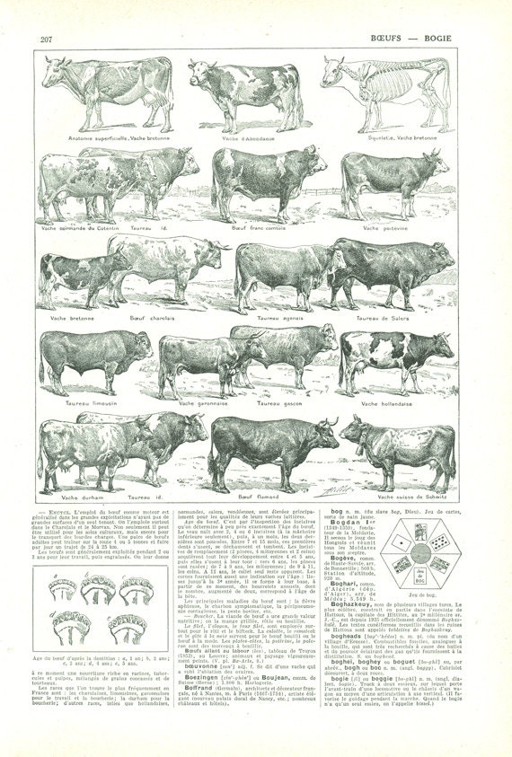 1948 Ancienne Illustration de Boeufs Vaches Taureaux Vintage Page Dictionnaire Français