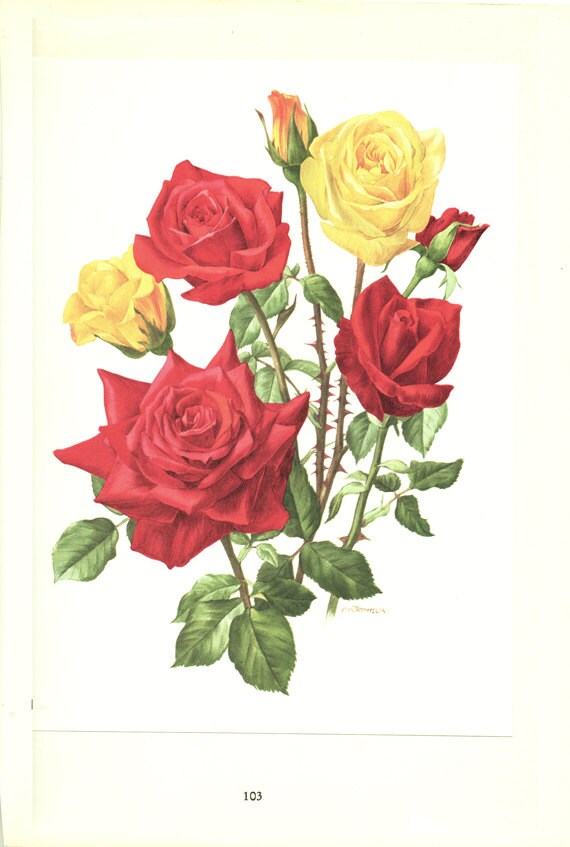 1962 Roses Rouges Vintage Aquarelle Botanique Rouge Meilland Peinture de Rose Déco Deco Florale Jaun
