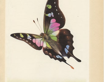 1950 Vintage Butterfly art, Vintage butterfly poster Butterfly print Vintage butterfly gift Butterfly decor Butterfly wall art Biology print