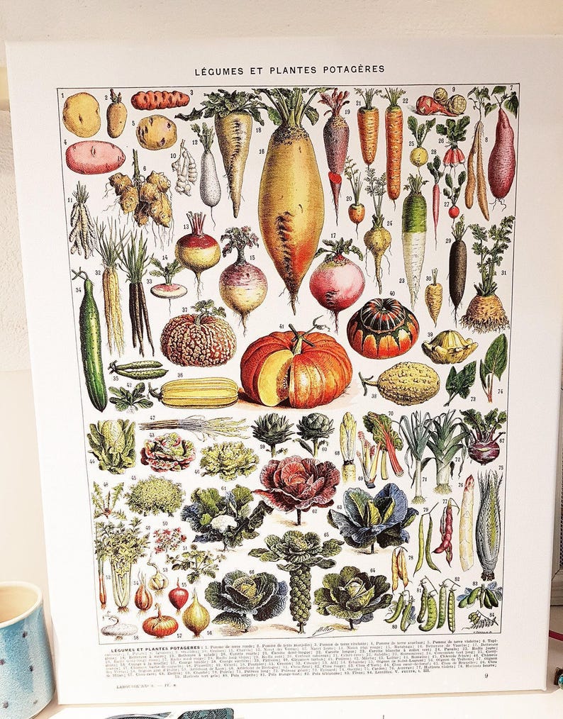 16x20" stretched Canvas vegetables botanical wall art print for kitchen decor for modern rustic farmhouse decor. Food Veggie gardener gift image 6