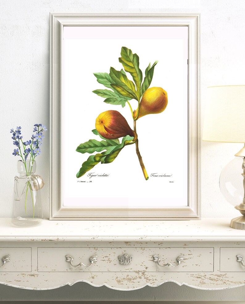 Large Redoute Fig Poster For Vintage Kitchen Decor Botanical Art Kitchen Art Rustic Kitchen Wall Deco Wall Art French Country Decor Food Art Collectibles Prints Vadel Com
