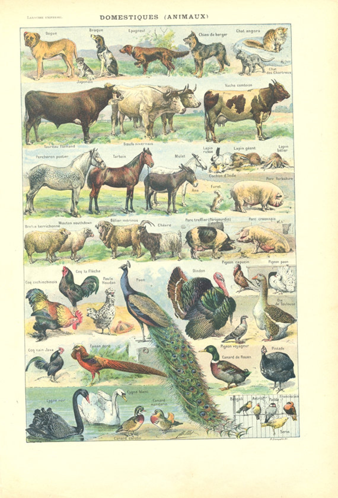 Pets Poster 1922 Vintage Domesticated Animals Art Vintage Farm Etsy