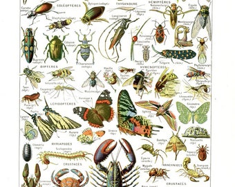 Insect poster 1948 vintage Arthropodes print Vintage French antique dictionary page Bug poster Bug decor Insect gift artillery poster