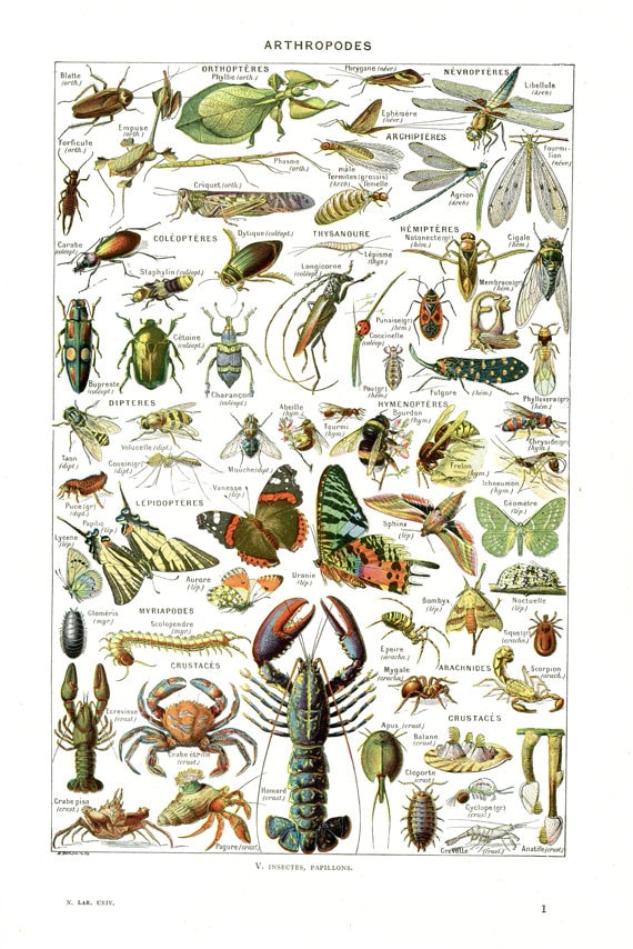 1948 Illustration d'insectes Ancienne Arthropodes Poster Cadeau Page de Dictionnaire Décoration Mili