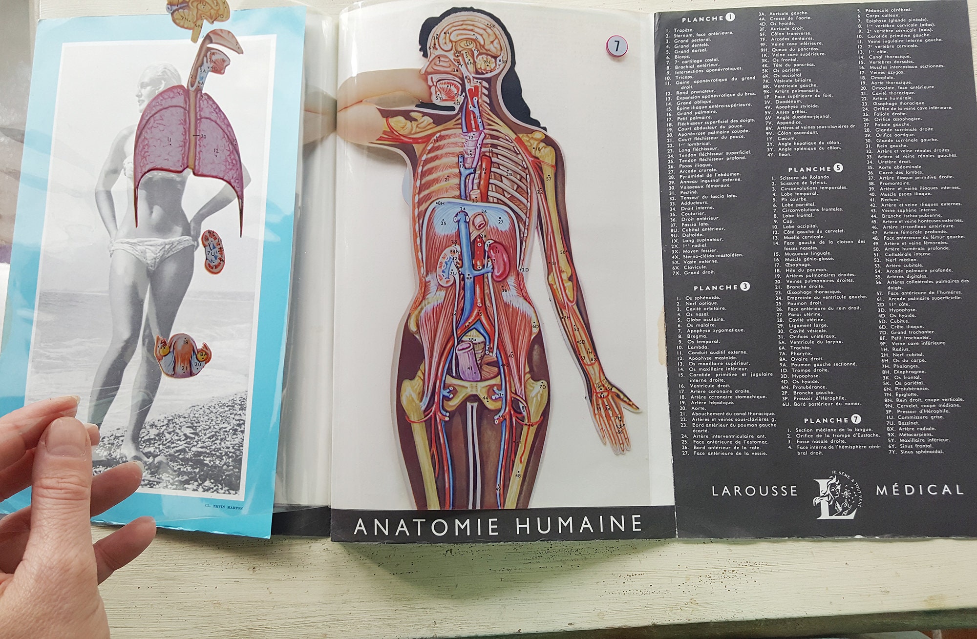 1952 Livret d'anatomie Humain Vintage avec Transparents. Coupe Du Corps. Cadeau Pour Médecin Poster