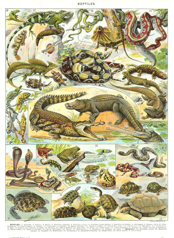 1932 Image Reptiles Vintage Illustration d'animaux Serpents Image de Crocodile Tortues Page Dictionn