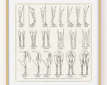 Large Horse Leg Conformation Poster. Vintage Reprint From 1922