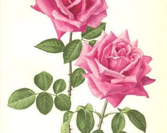 1962 Eminence Pink rose print for floral home decor.  Cottagecore grandmillennial French Country decor. Gardener gift for her