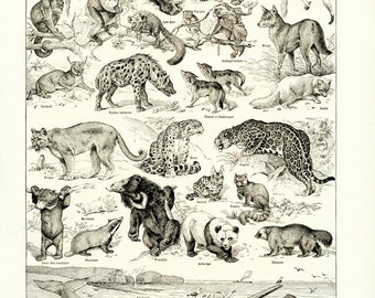 1948 Vintage Animal Art French Wall Art Wildlife Art Antique
