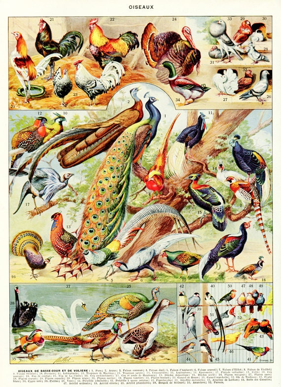 Vintage Bird Print Oriole Painting Bird Print Art Wall Decor Bird Lover Gift Wall Prints Housewarming Gift Animal Office Wall Art Birds
