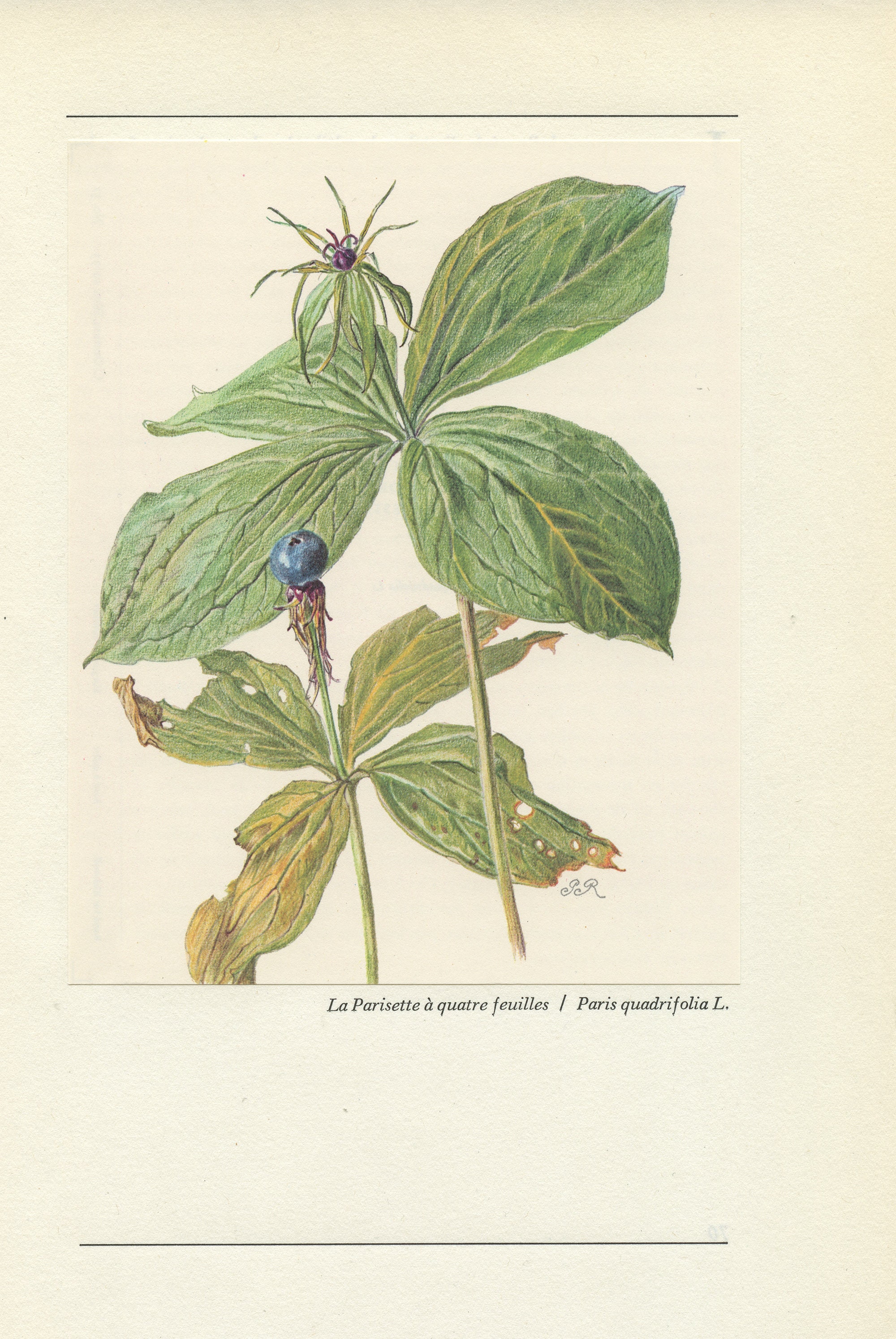 Illustration de Parisette à 4 Feuilles + Baie 1959. Petite Affiche Murale. Décoration Botanique Bure
