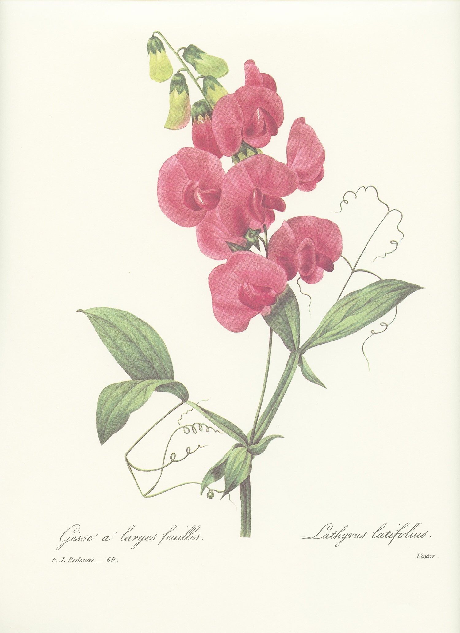 Illustration Botanique de Gesse Rose Par Redouté 1986 Cadeau Pour Jardinier Image Jacinthe Bleue Pos