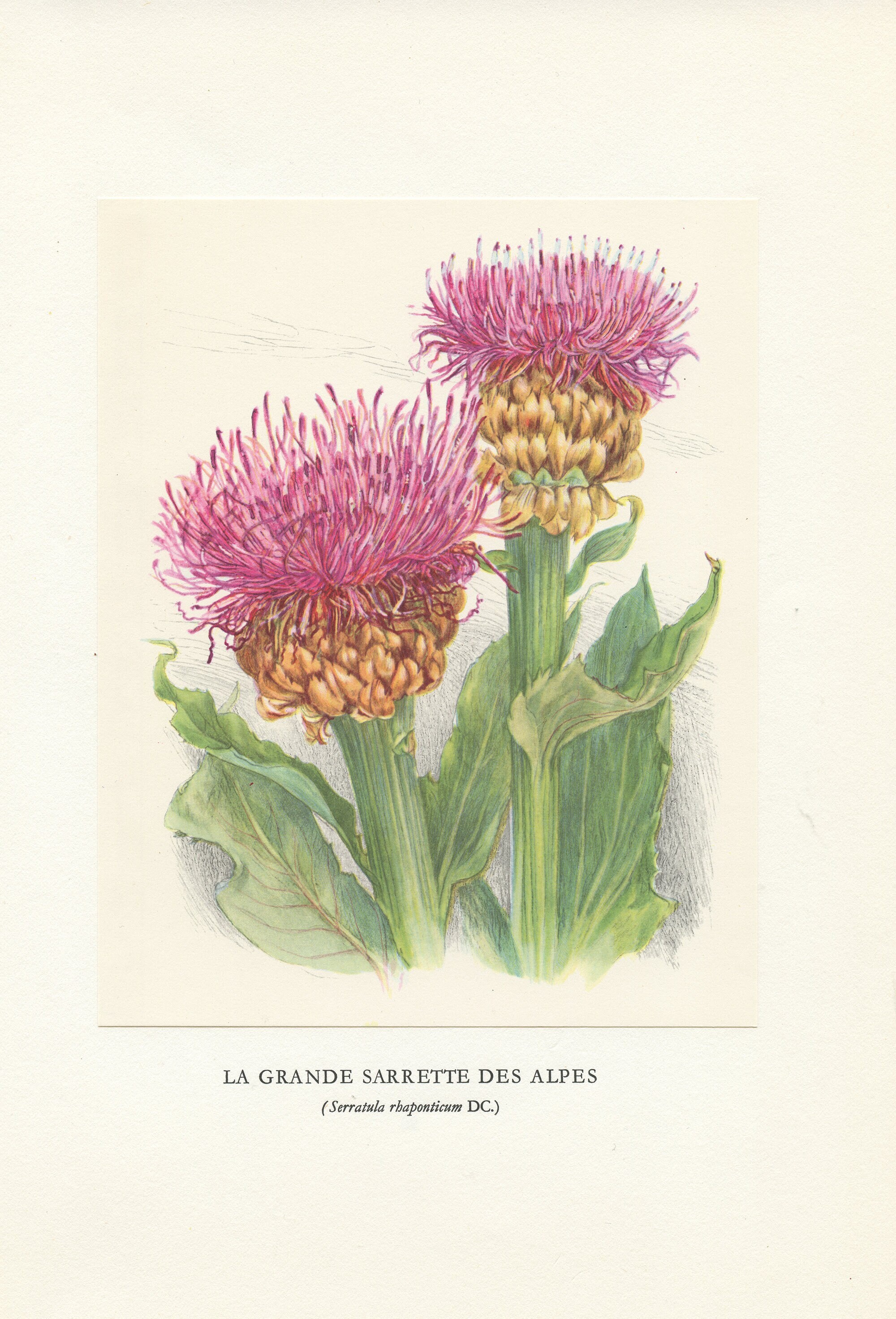 Illustration de Grande Sarrette Des Alpes 1959 Vintage.petite Affiche Fleurs Sauvages Roses Serratul