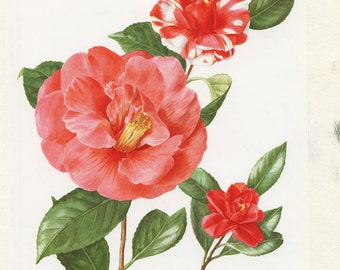Vintage pink Camelia Japonica botanical print from 1972 Botanical poster French country decor Purple floral wall art Gardener gifts for home
