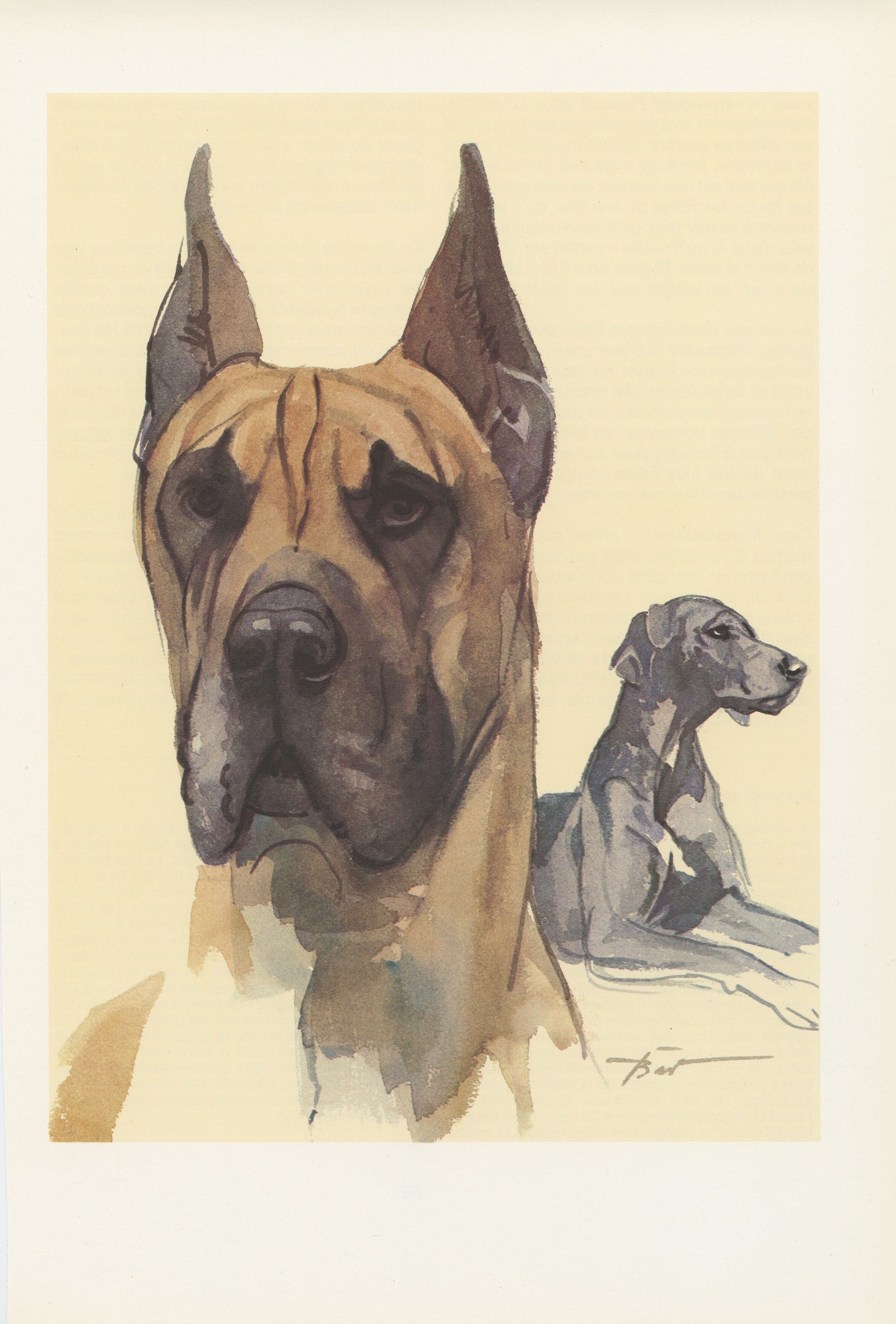 1975 Illustration de Dogue Allemand. Cadeau Chien Poster Aquarelle Image Peinture Chien. Pour Propri