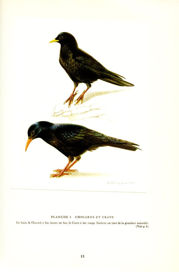 1961 Illustration d'oiseaux Vintage Poster de Chocard Crave Image d'oiseau Noir Déco Oiseaux Cadeau 