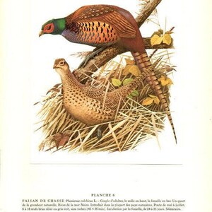 1960 Pheasant bird print. Vintage hunting gifts for men. French country decor. Game bird lover wall art. Antique rustic country lodge