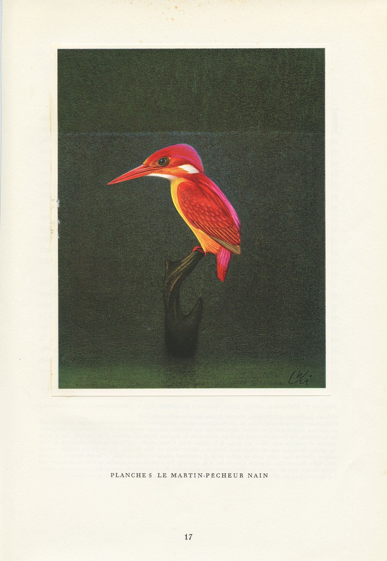 Illustration de Martin-Pêcheur Nain Pourpre 1961 Illustration Ancienne Ornithologique Image d'oiseau