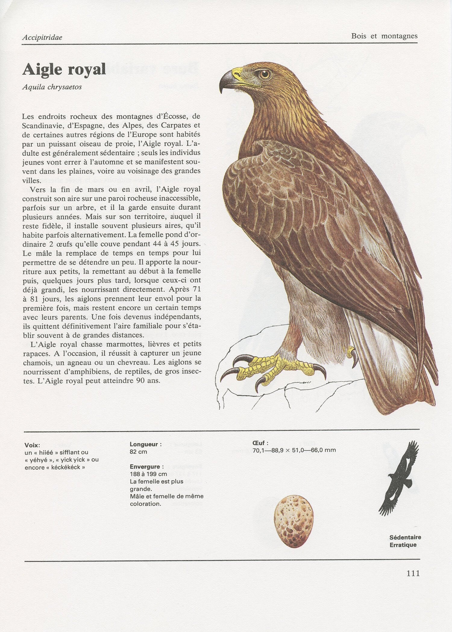 Aigle Royal Vintage 1990. Illustration de Buse Variable Vintage. Deco Oiseaux. Peinture d'aigle. Cad