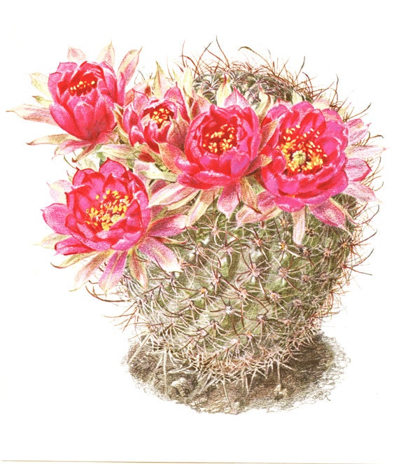 1954 Illustration de Cactus Vintage Lobivia Peclardiana Fleurs Roses Cadeau Botaniste Peinture Cactu