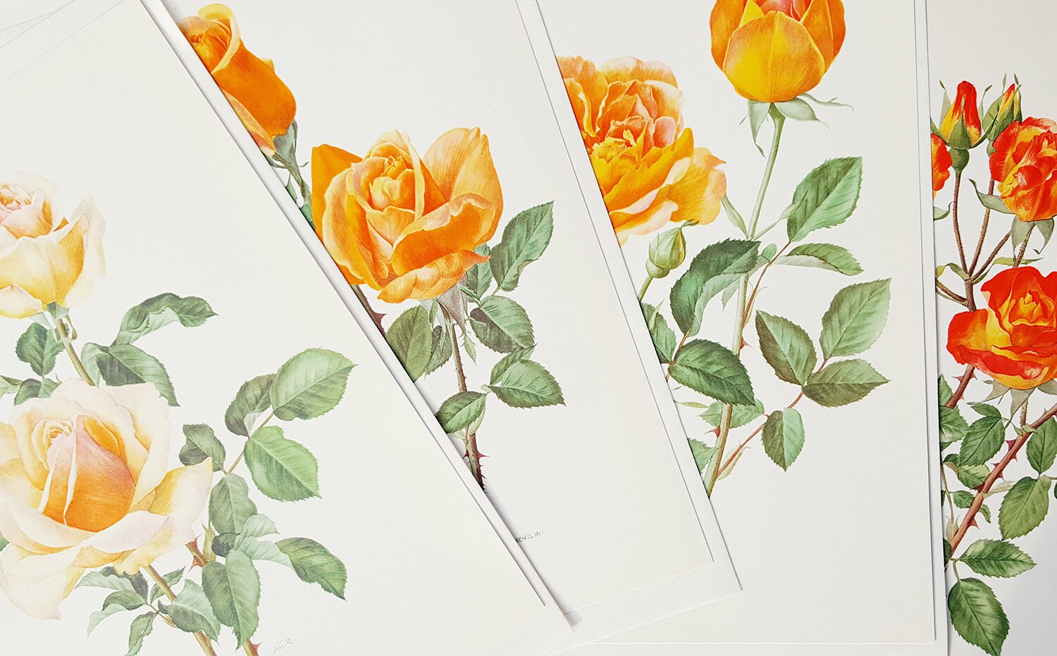 Lot de 4 Affiches Roses Oranges Vintage 1967, Art Botanique, Illustrations Fleurs, Décoration Roses,