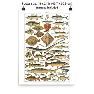 Large fish chart poster. Vintage style for kitchen decor. Fisherman gift for teacher,chef cook restaurant shop home decor. 24x36 18x24 16x20