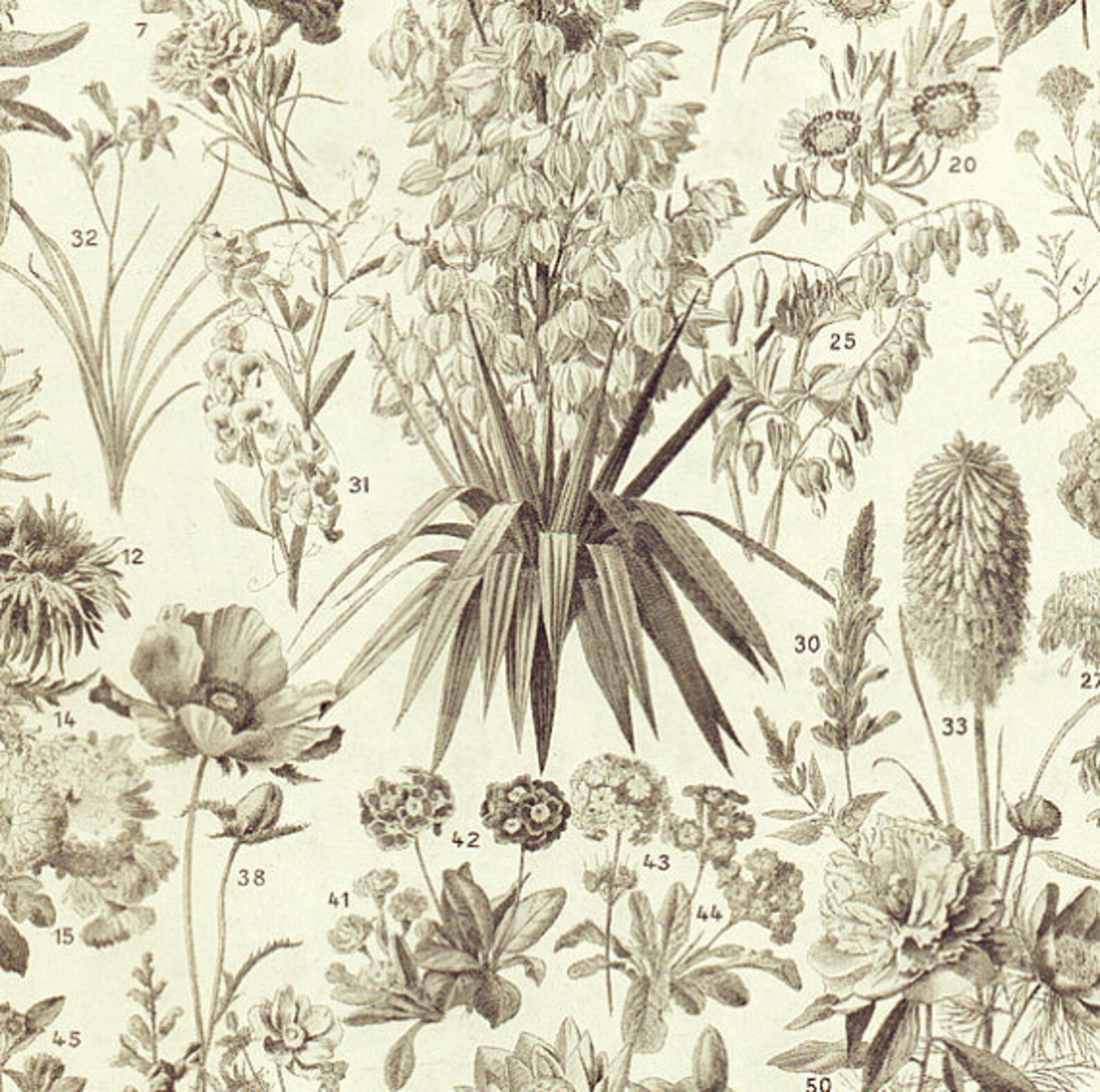 Botanical poster 1936 Vintage Annual flowers print botanical Etsy