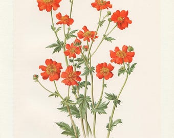 1964 Dwarf orange avens botanical print. Vintage red flower wall art. Small vertical unframed floral poster for French Country cottage decor