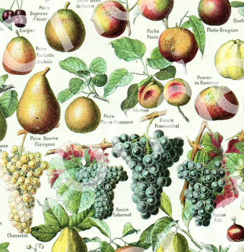 Fruits chart antique from 1922 Fruit botanical print. Fruits French dictionary page. Small flora illustration 1920s. Fruits poster image 1