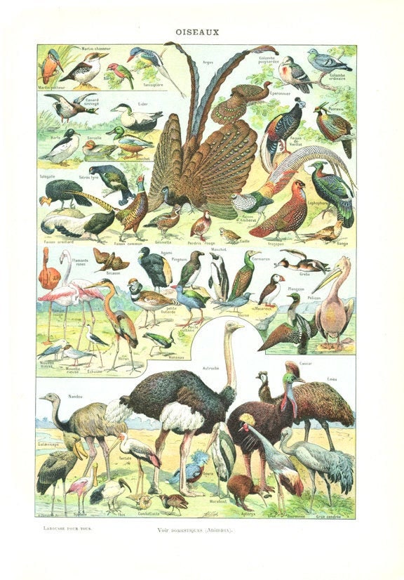 1922 Illustration d'oiseaux Ancienne Par Adolphe Millot. Petite Affiche Vintage Pour Décoration Mura