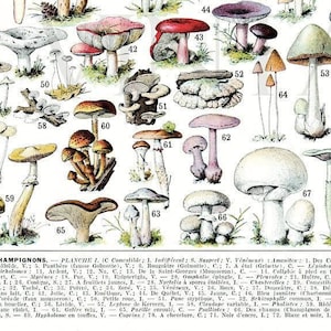 193 Forest mushroom vintage print small poster, Antique kitchen decor, Vintage botanical illustration, cottagecore Woodland cabincore