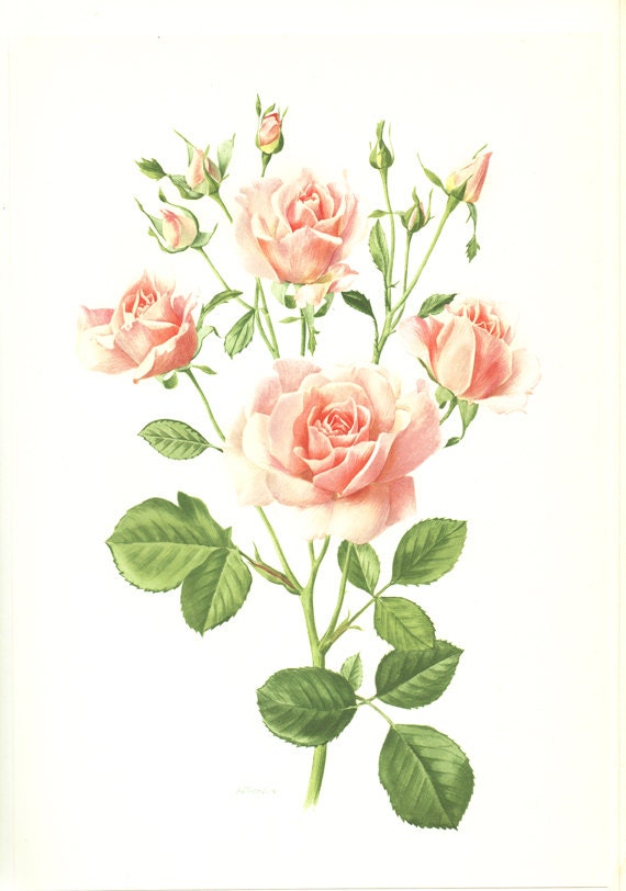 1962 Reproduction de Roses Vintage Aquarelle Fleurs Ancienne Roses Hymne Rose Mauve Gravure Cadeau J