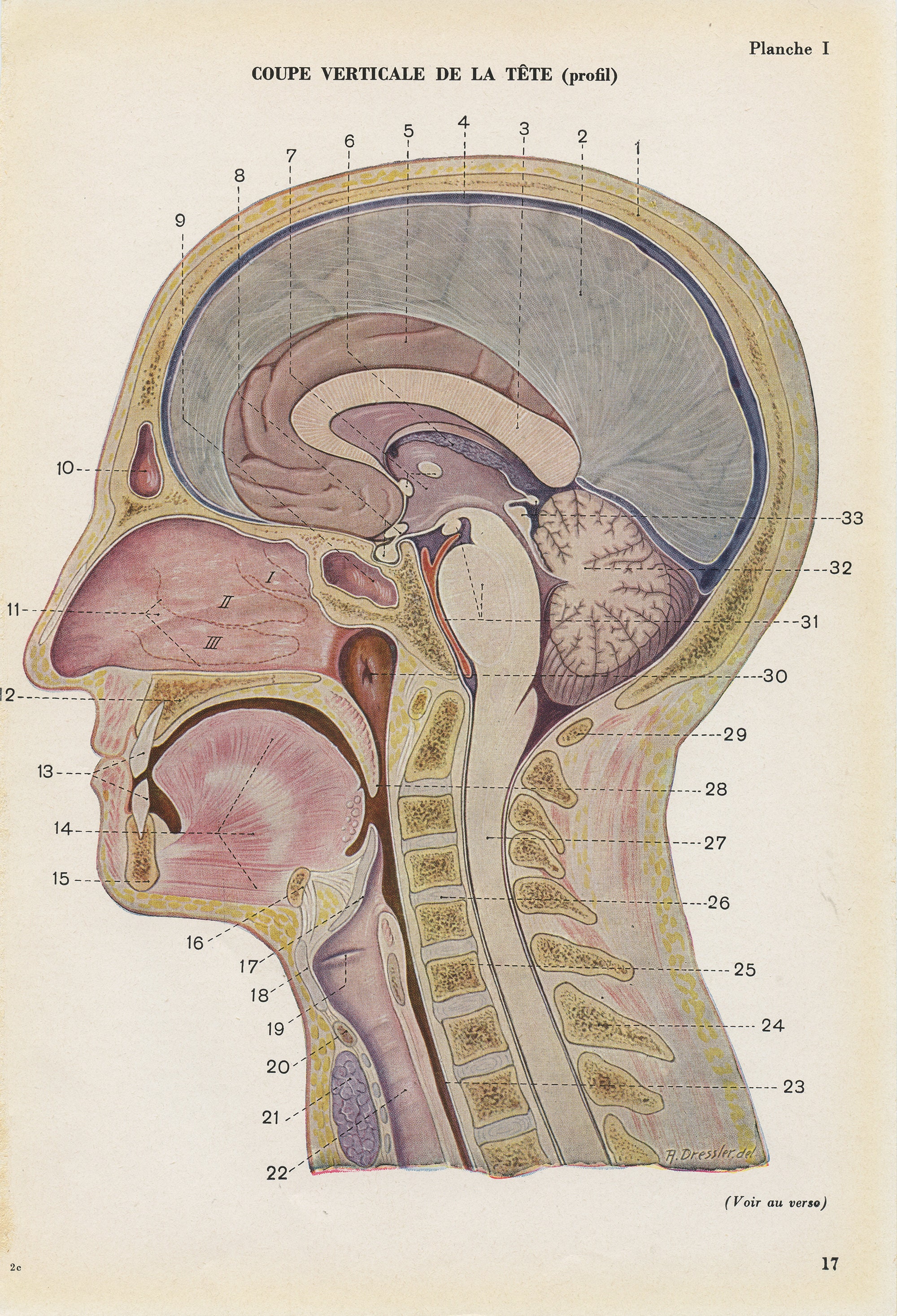 Gravure Médicale d'anatomie de La Tête Vintage 1962. Illustration Médicale. Décoration Cabinet Cadea