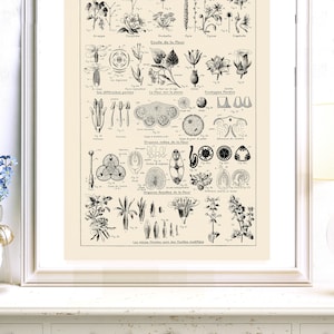 Large plant botanics poster Giclee print reprint 1938 Antique natural science classroom decor Gift for botanist teacher Science office decor