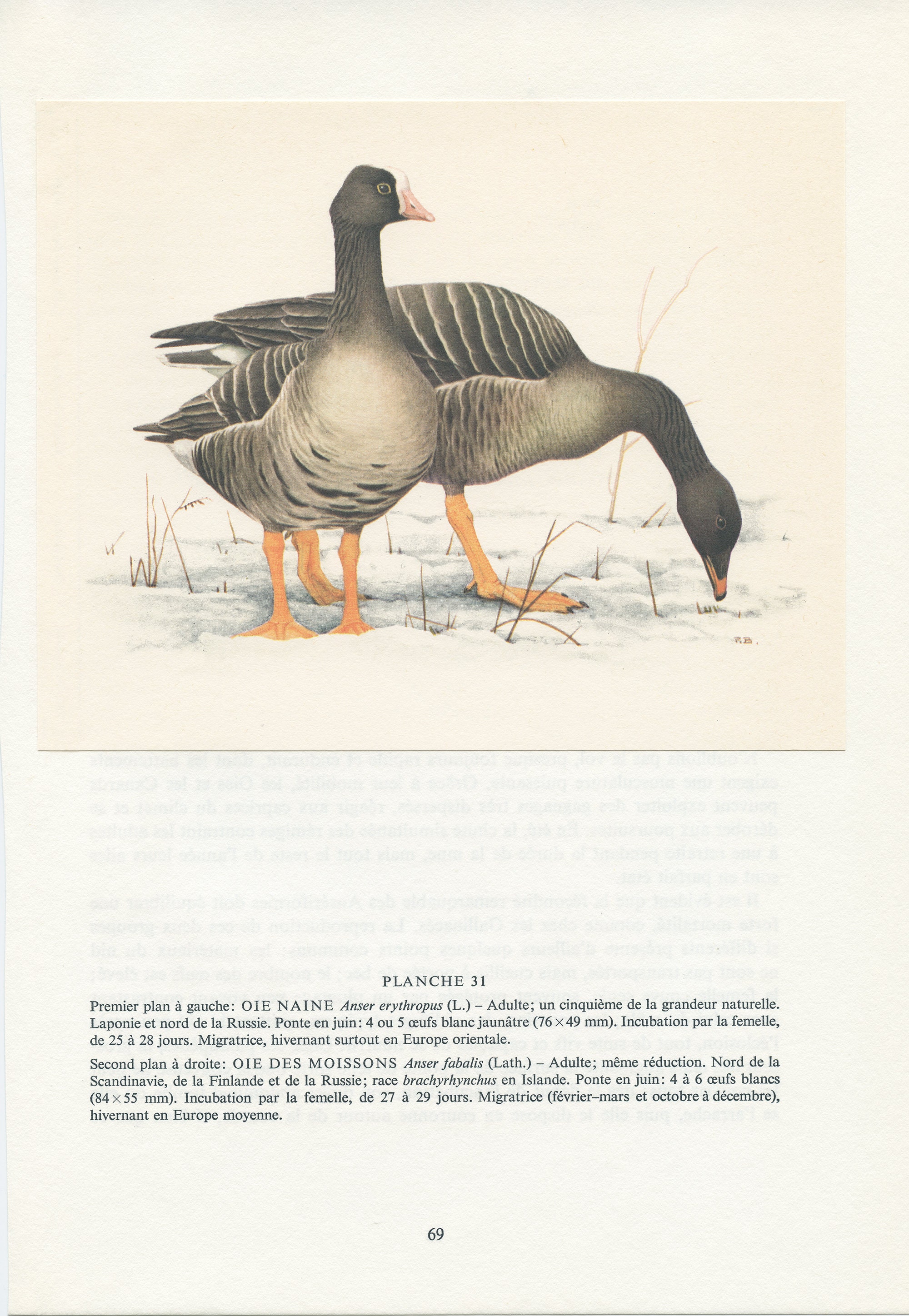 Illustration d'oie Des Moissons de 1962. Affiche Naine Vintage, Cadeau Oiseaux Migrateurs Aquatiques