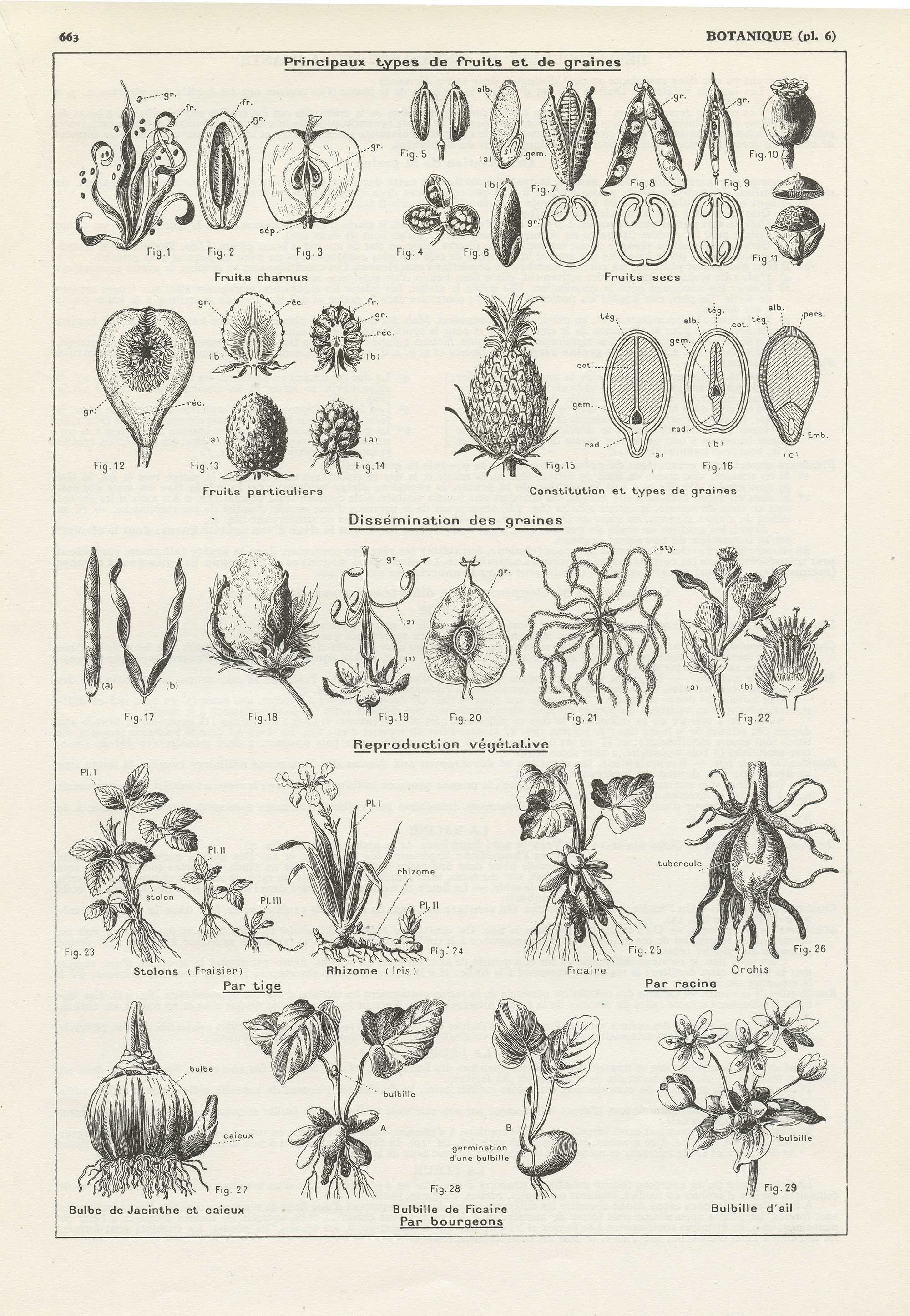 Seeds Botanical Plants Print 1938. Antique Botanical Art for