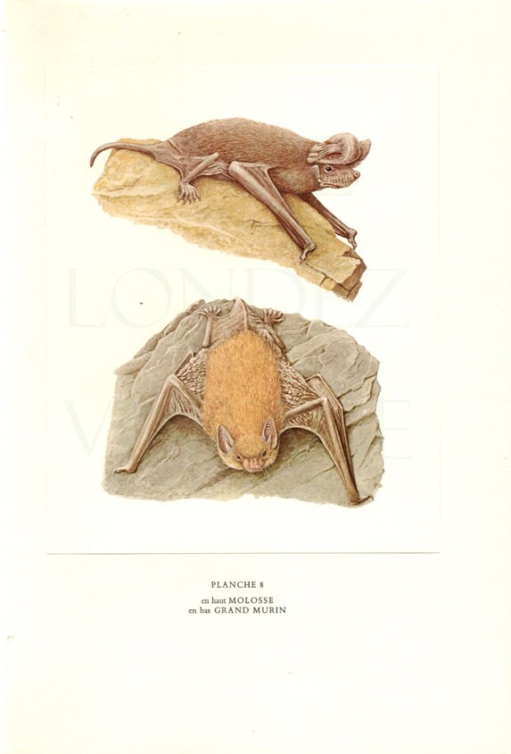 1970 Illustration de Chauves Souris Vintage Vampires Image Grand Molosse Murin Chauve Peinture Souri