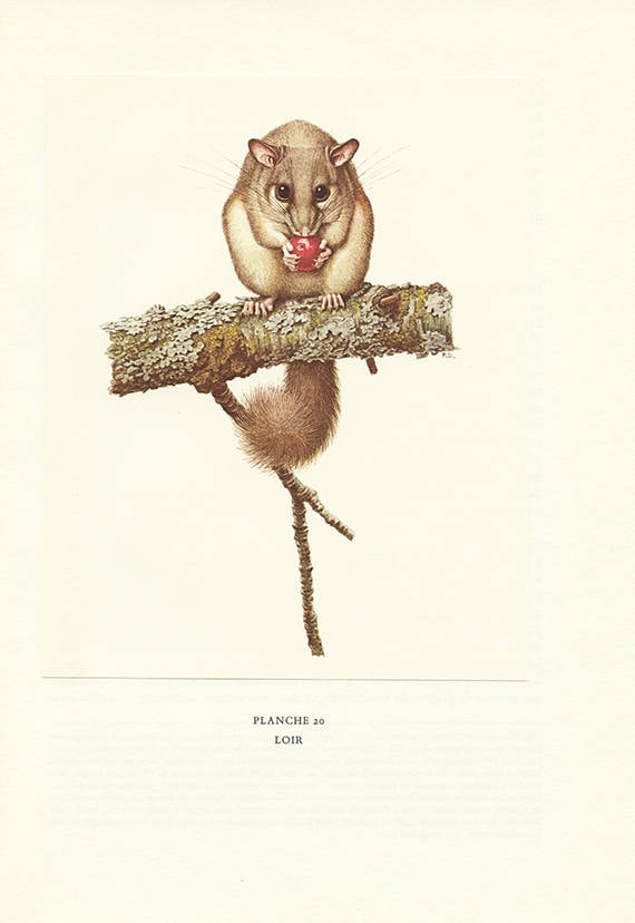 Loir Vintage 1970 Petit Poster de Rongeur Image Loir Cadeau Rongeurs Musaraigne Paul Barruel