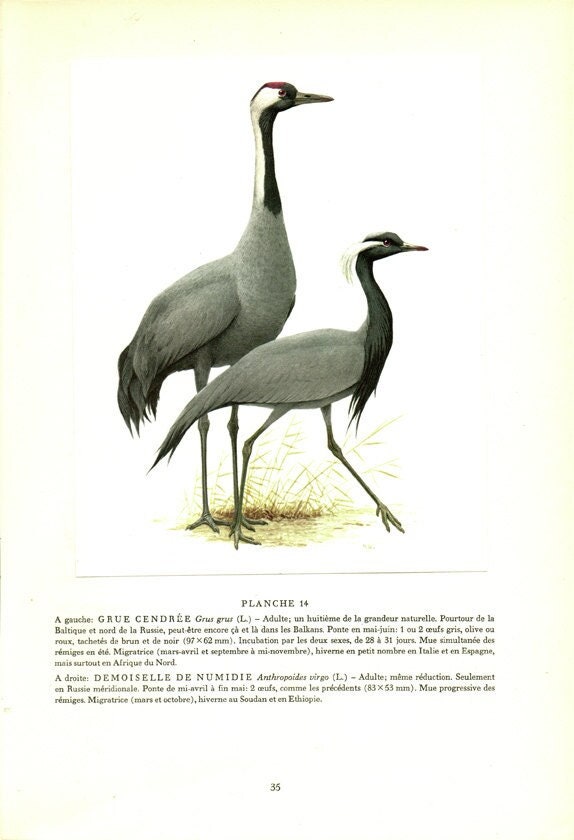 1960 Illustration de Grue Cendrée Vintage Illustration Ancienne Cendree Image d'oiseaux Déco Oiseaux