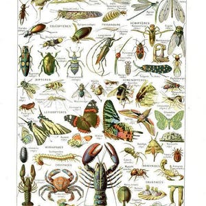 Könnte beinhalten: Ein antikes Lehrposter mit einer detaillierten Illustration verschiedener Arthropoden, darunter Insekten, Krebstiere und Spinnentiere. Das Poster trägt die Bezeichnung "Arthropodes" und enthält wissenschaftliche Namen und Klassifizierungen.