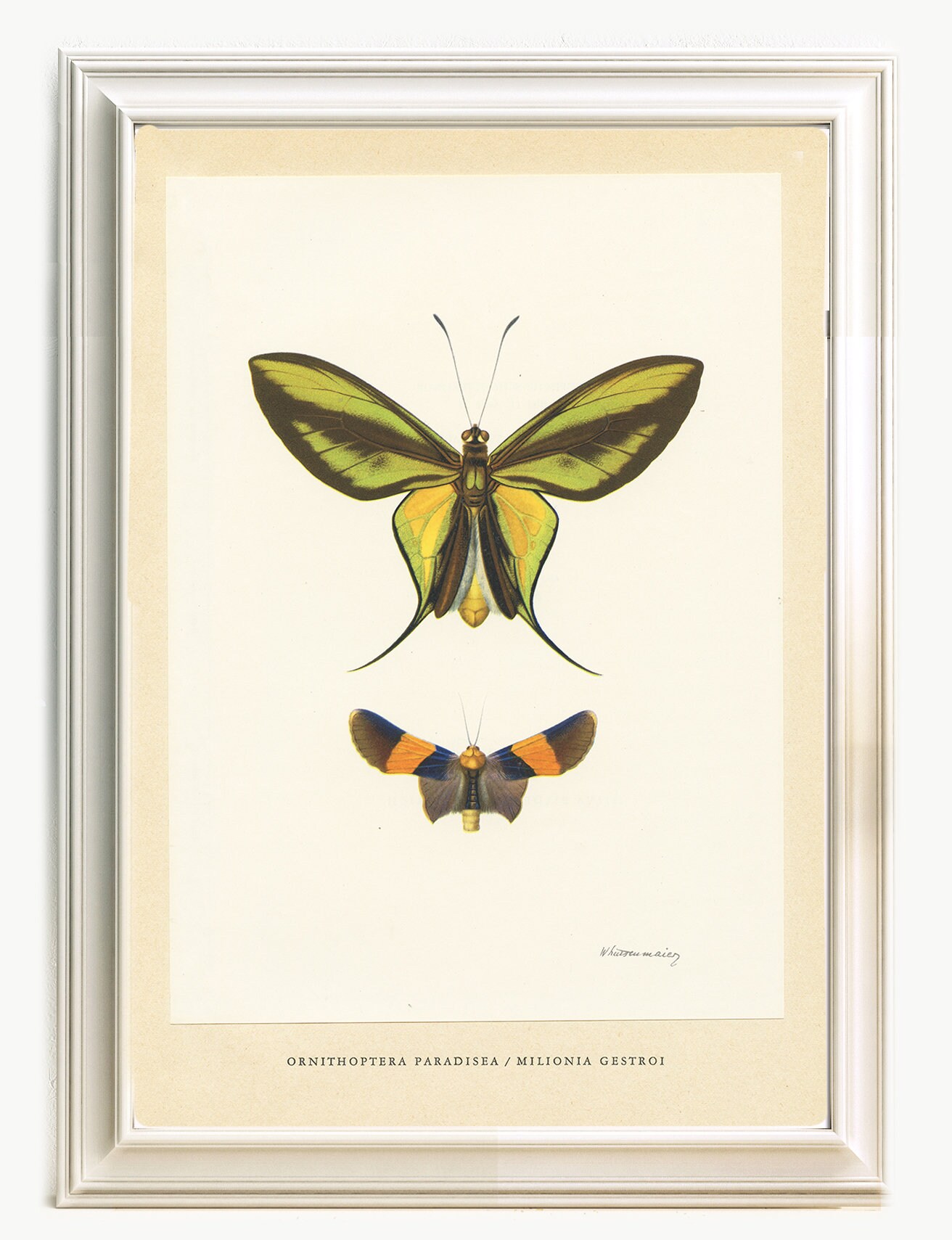 1950 Illustration de Papillon Ancienne Vintage Ornithoptera Paradisea Milionia Gestroi Vert, Jaune, 