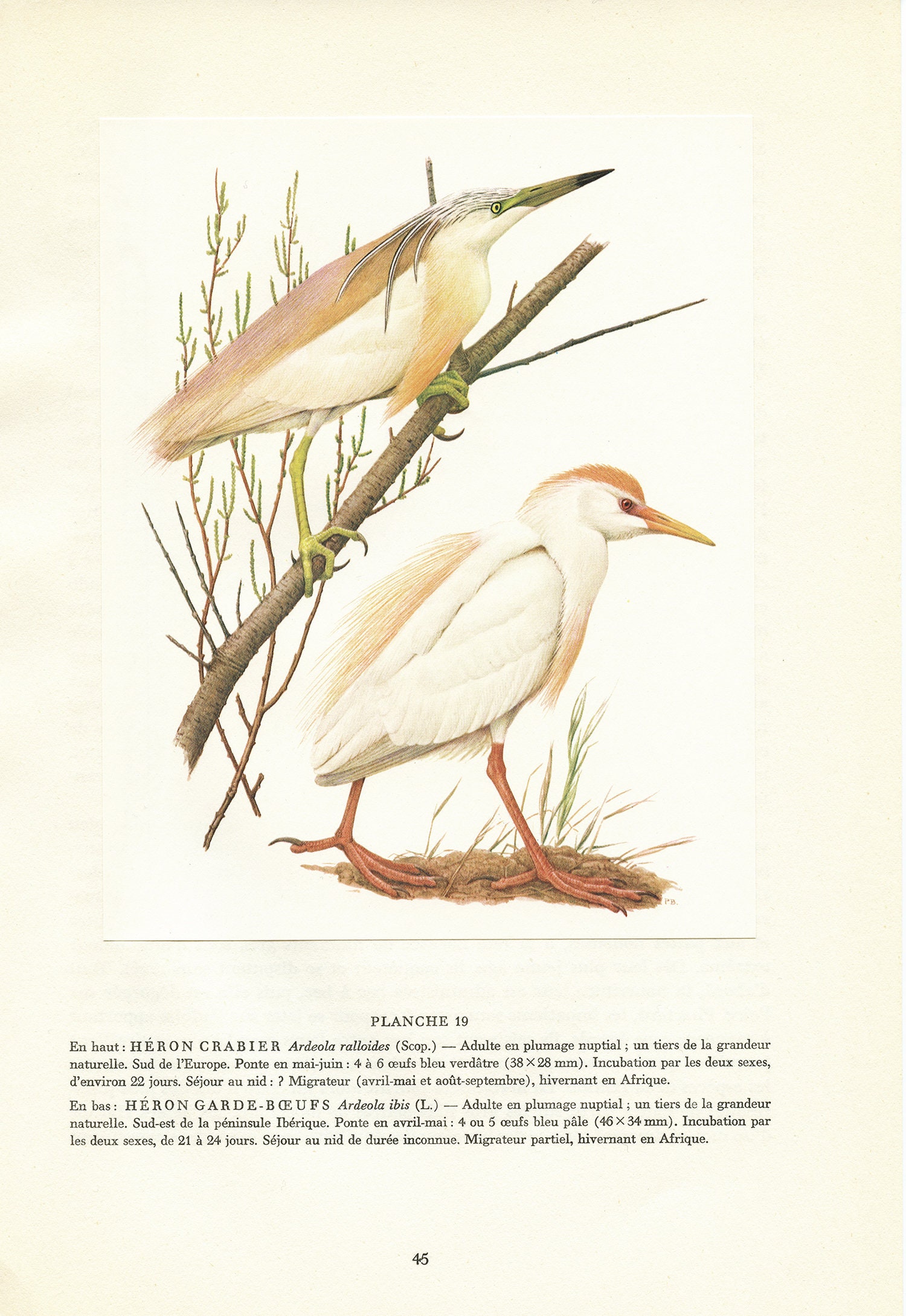 Petite Affiche de Hérons Crabier et Garde Boeuf Aigrette Vintage 1962 Pour Décoration Murale Ornitho