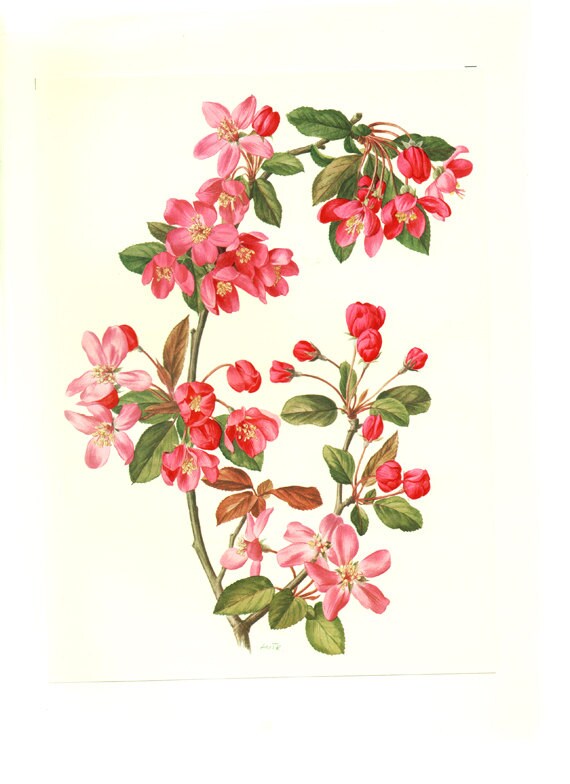 Pommier Vintage 1972 Illustration Fleurs de Pommier Roses Aquarelle Botanique Art Illustration Flora