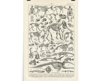 May include: Anatomy poster featuring detailed black and white illustrations of various animal skeletons, including humans, mammals, birds, and fish. The vintage-style print is mounted on a cream-colored background.